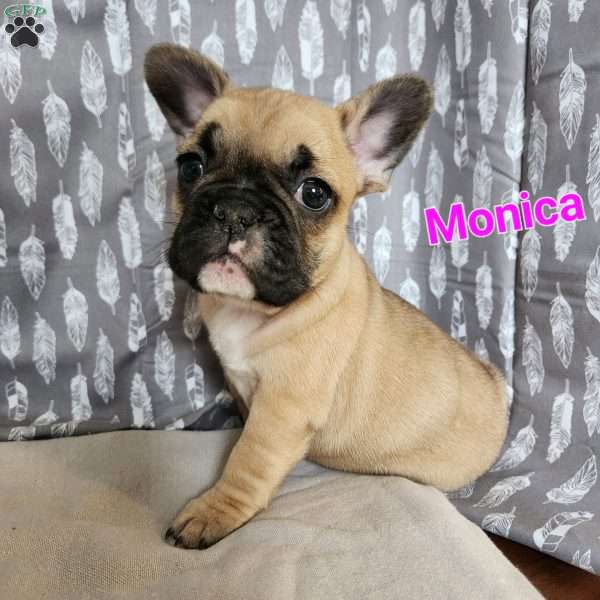Monica, French Bulldog Puppy